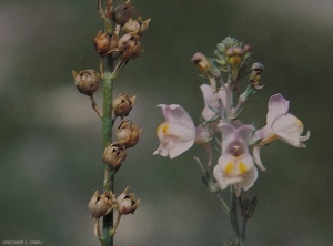 Linaria-repens3