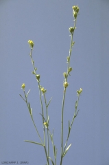 Linaria-simplex2