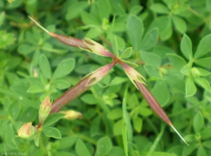 Lotus-corniculatus3