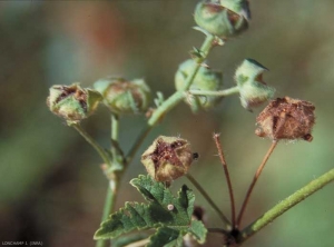 malva-sylvestris4