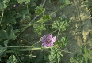 malva-sylvestris6