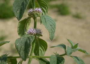 Mentha-arvensis2