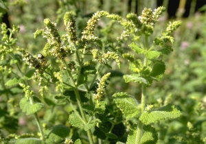 Mentha-suaveolens4