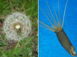 pappus