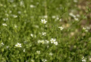 Minuartia-hybrida2