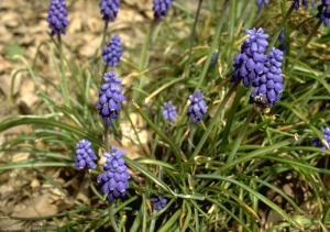 muscari_neglectum5