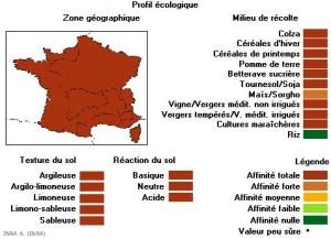 sonchus-asperf