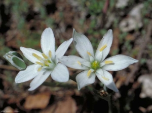 Ornithogalum-umbellatum2