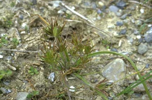 Ornithogalum-umbellatum5