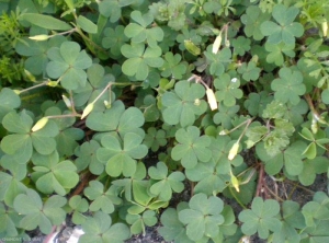 Oxalis-corniculata2