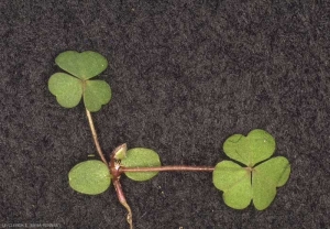 Oxalis-corniculata4