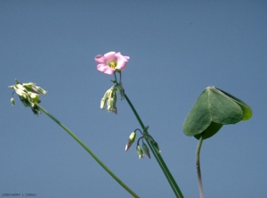 oxalis-latifolia2