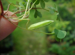 oxalis-corniculata5