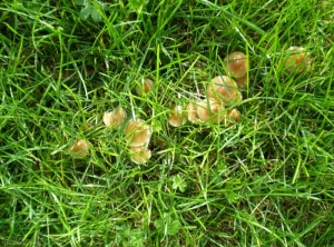 marasmius_oreades5