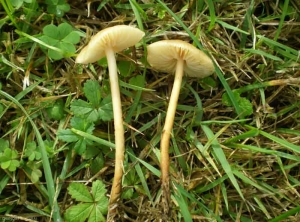 marasmius_oreades6