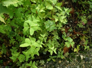 oxalis-latifolia5