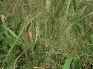 panicum-capillare4