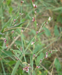 polygonum-aviculare7