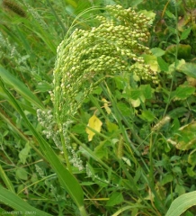 Panicum-miliaceum3