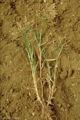 Panicum-miliaceum4