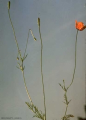 papaver-argemone4