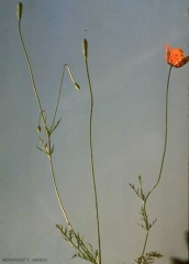 papaver-argemone4