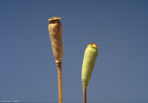 papaver-dubium2