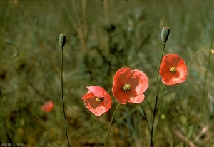 papaver-dubium5