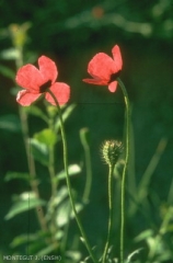 papaver-hybridum2