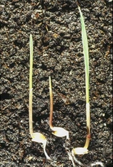 Phalaris-brachystachys5