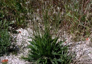 Plantago-lanceolata2