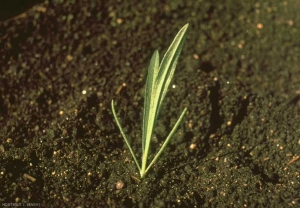 Plantago-lanceolata3