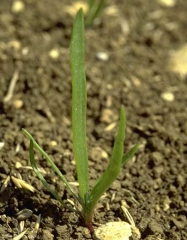 Plantago-lanceolata4