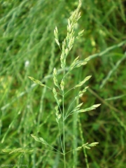 poa-trivialis8