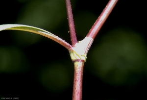 Persicaria-lapathifolia2