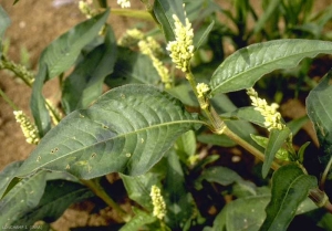 Persicaria-lapathifolia4