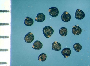 portulaca-oleracea