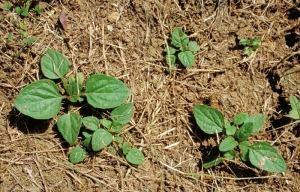 prunella-vulgaris3