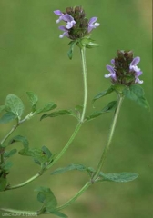 prunella-vulgaris6