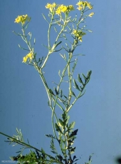 Rorippa-sylvestris2