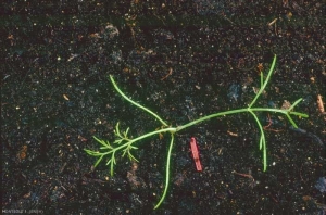 Ridolfia-segetum2