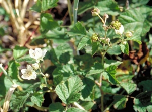 rubus2