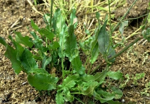 Rumex-acetosa2