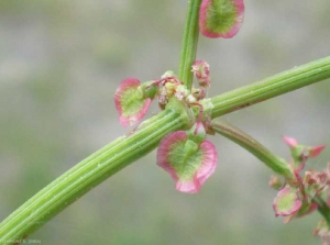 Rumex-acetosa5