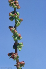 Rumex-bucephalophorus5