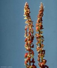 Rumex-bucephalophorus8