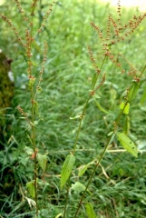 rumex-conglomeratus3