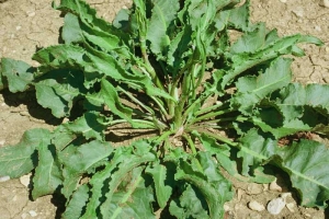 rumex-crispus5