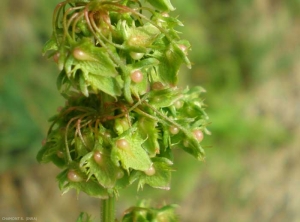 rumex-obtusifolius2