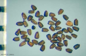 Saxifraga-tridactylites